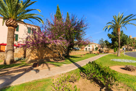 Alley in a park spring season blooming trees palm tree garden, Alcudia, Majorca islandの写真素材