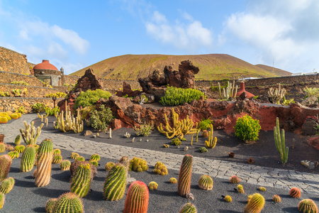 Tropical cactus garden in Guatiza village, Lanzarote, Canary Islands, Spainの写真素材