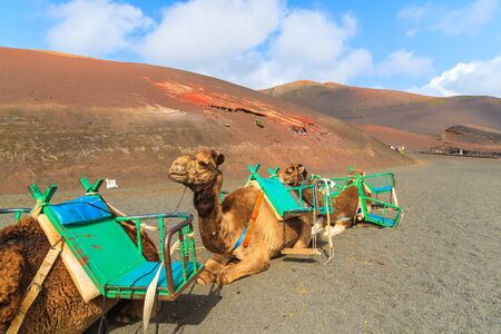 Camels in Timanfaya National Park waiting for tourists, Lanzarote, Canary Islands, Spainの写真素材