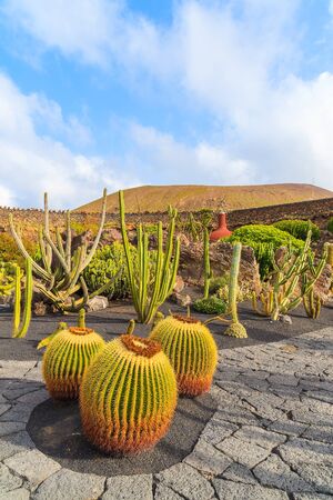 Tropical cactus garden in Guatiza village, Lanzarote, Canary Islands, Spainの写真素材