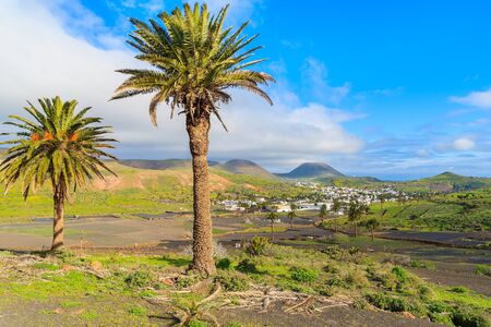 Palm trees in Haria mountain village, Lanzarote, Canary Islands, Spainの写真素材