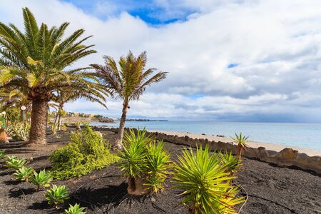 Tropical palm trees on Playa Blanca coastal promenade along ocean, Lanzarote, Canary Islands, Spainの写真素材
