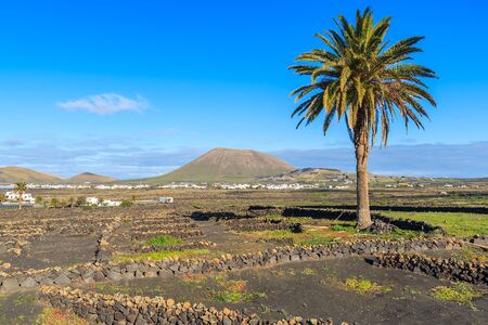 Palm tree on volcanic field near La Geria village, Lanzarote, Canary Islands, Spainの写真素材
