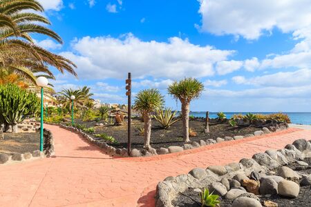 Tropical plants on Playa Blanca coastal promenade, Lanzarote, Canary Islands, Spainの写真素材