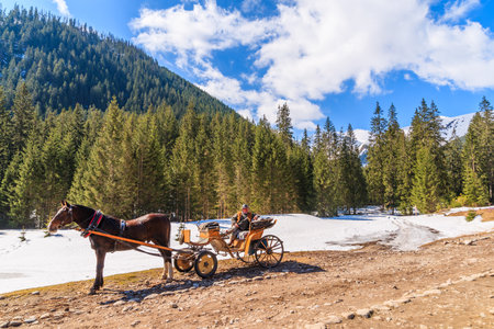CHOCHOLOWSKA VALLEY, TATRA MOUNTAINS, POLAND - APR 25, 2015: horse carriage waiting for tourists in Chocholowska valley. Crocus flowers blooming in spring are great attraction for many tourists.のeditorial素材