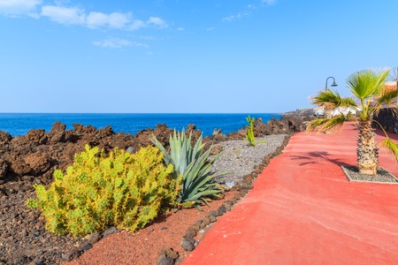 Tropical plants on coastal promenade along ocean in San Juan town, Tenerife island, Spainの写真素材