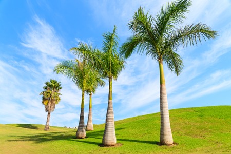 Tropical palm trees on green field in northern Tenerife, Canary Islands, Spainの写真素材