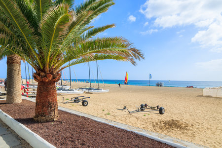 MORRO JABLE, FUERTEVENTURA - FEB 7, 2014: palm trees on promenade along a beach in Morro Jable. This is a popular holiday resort on Fuerteventura island.のeditorial素材