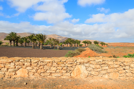 Palm trees countryside landscape of Antigua village, Fuerteventura, Canary Islands, Spainの写真素材