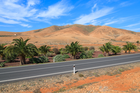 Palm trees along a road and view of volcanic mountains near Pajara village, Fuerteventura, Canary Islands, Spainの写真素材