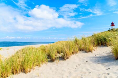 Grass on sand dunes at Ellenbogen beach, Sylt island, Germanyの写真素材