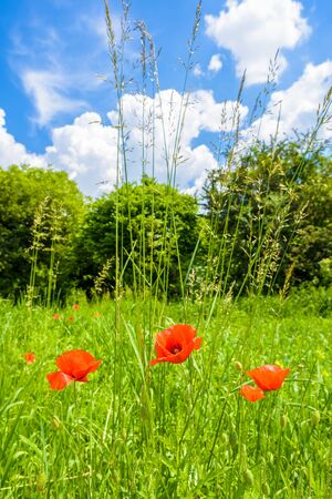 Red poppy flowers on green meadow in summer, Polandの写真素材