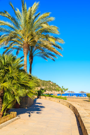 Palm tree on coastal promenade in Cala San Vicente bay, Ibiza island, Spainのeditorial素材