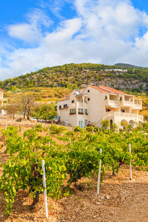 Vineyards and rural houses in Bol town, Brac island, Croatiaのeditorial素材