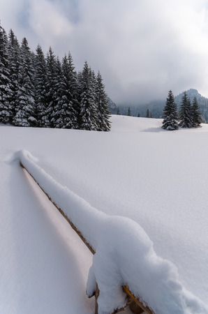 Trees in winter landscape with snow in Koscieliska valley, Tatra Mountains, Polandの写真素材