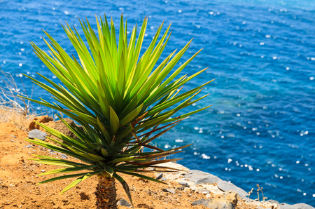 Green agave plant against blue ocean water, Madeira island, Portugalの写真素材