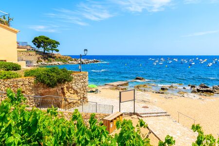Green plants on Canadell beach in Calella de Palafrugell village, Costa Brava, Catalonia, Spain