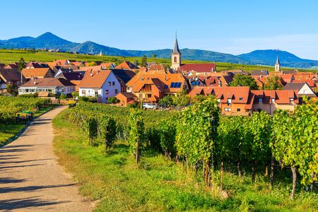 Grapes in vineyards and view of church in Beblenheim village, Alsace Wine Route, Franceの写真素材