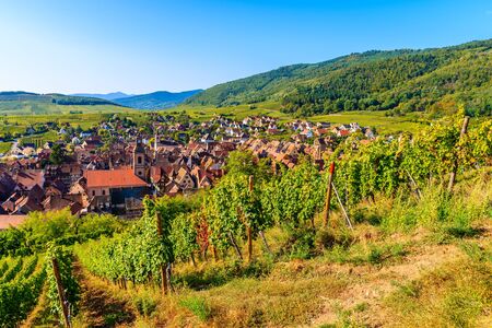 View of vineyards in Riquewihr village, Alsace Wine Route, Franceの写真素材