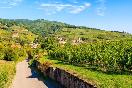 Cycling road along vineyards to Hunawihr village, Alsace Wine Route, Franceの写真素材