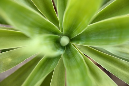 yuka palmの写真素材