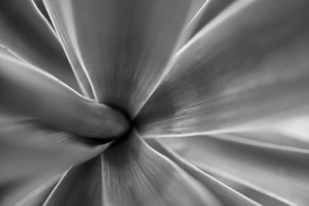 yuka black and white palm treeの写真素材