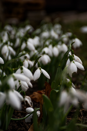 Snowdropsの写真素材