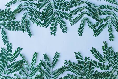 Fresh tamarind leaf and branch on isolated white backgroundの写真素材
