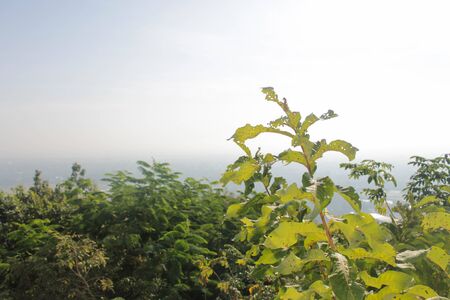 Dead tree on the top of mountain among fog in the morning.の写真素材