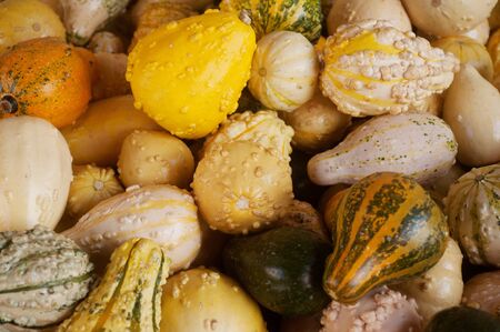 closeup of a group of harvested pumpkins 
