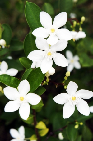 Jasminum Auriculatum                 の写真素材