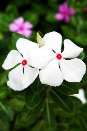 Catharanthus roseus                  の写真素材