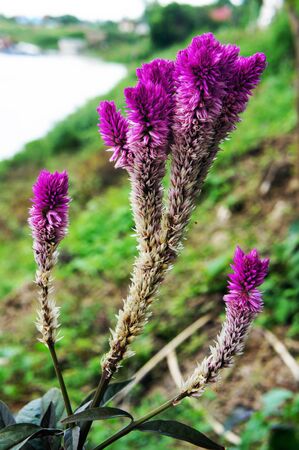 cockscomb                      の写真素材