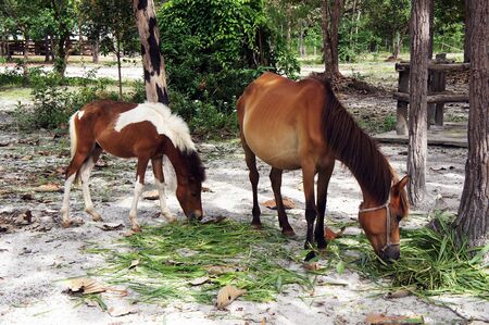 Horse eating grass in the farm of thailand                  の写真素材