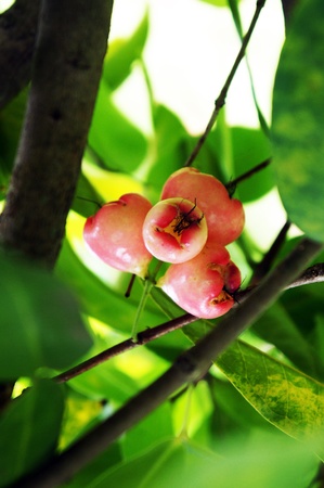 Rose apple               の写真素材