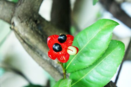 Mickey Mouse Plant                  の写真素材