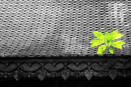 roof and plant                  の写真素材