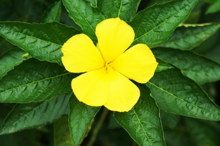 Allamanda                    の写真素材