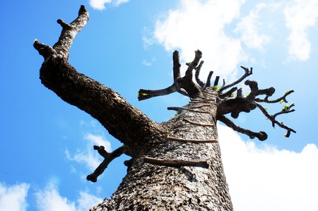 Trees with small pieces of wood made ladderの写真素材