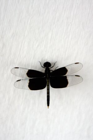 Dragonfly on the white wallの写真素材