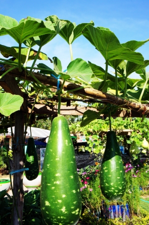 Cucurbitaceae 4の写真素材