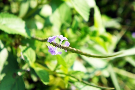grass flower 3