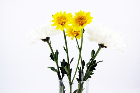 Chrysanthemum indicum Linnの写真素材