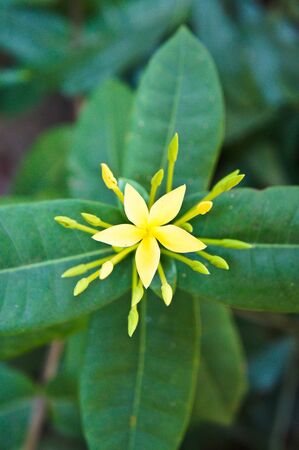 yellow ixora flowerの写真素材