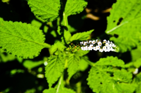 Heliotropium indicum の写真素材