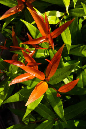 Syzygium australe