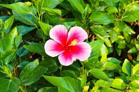Hibiscus flowersの写真素材