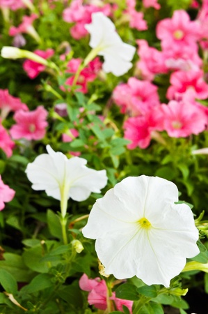 Petunia 4の写真素材