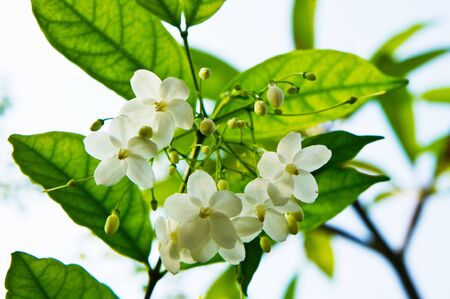 Wrightia 2の写真素材