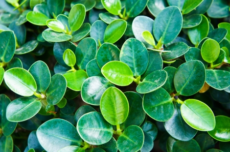 Ficusannulata Blumeの写真素材